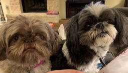 Shih Tzus